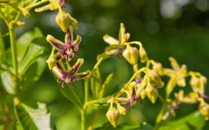 Epimedium Plant