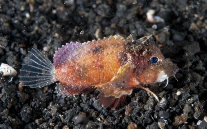 Walking Fish