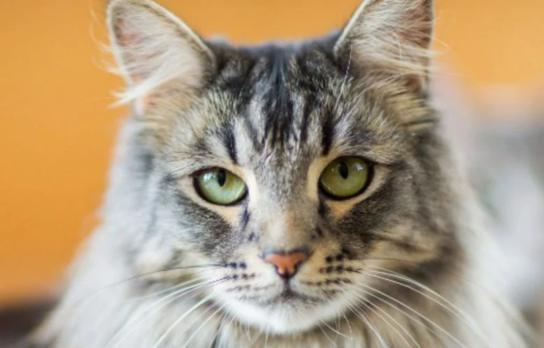 What Is ‘Cat In Blender Video On Twitter’? Here’s the Original Footage Explained