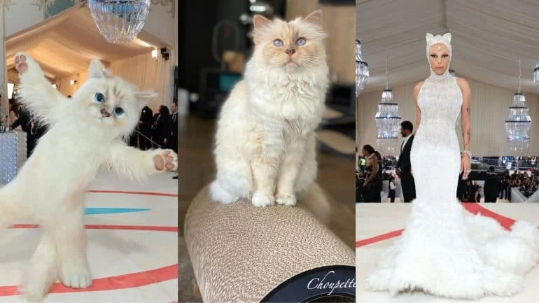 Who is Choupette? Cat That Inspired the Met Gala 2023