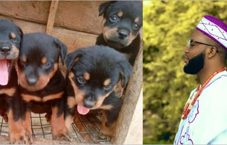 How I Found My 6 Puppies Dead After Refusing To Pack Out When Landlady Asked Me To